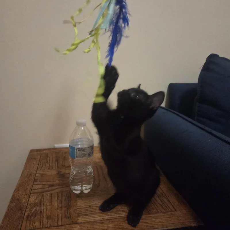 A baby small-sized male Black Domestic Short Hair cat named Baloo for adoption in Buffalo, MN