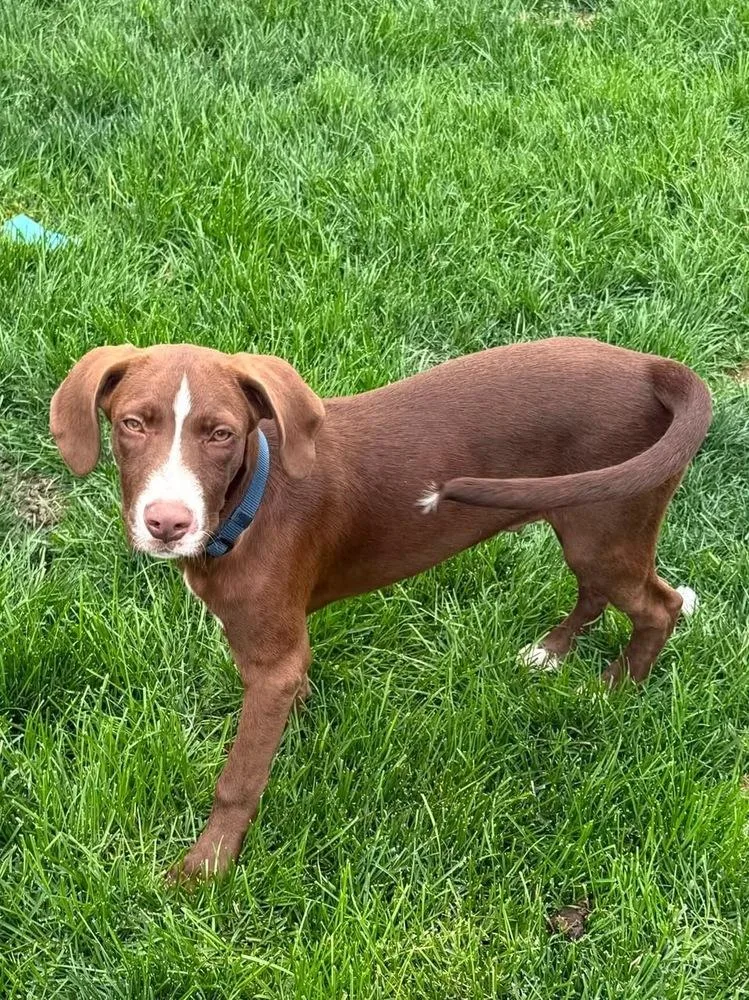 A baby medium-sized male Labrador Retriever dog named Raymond for adoption in Colorado Springs, CO