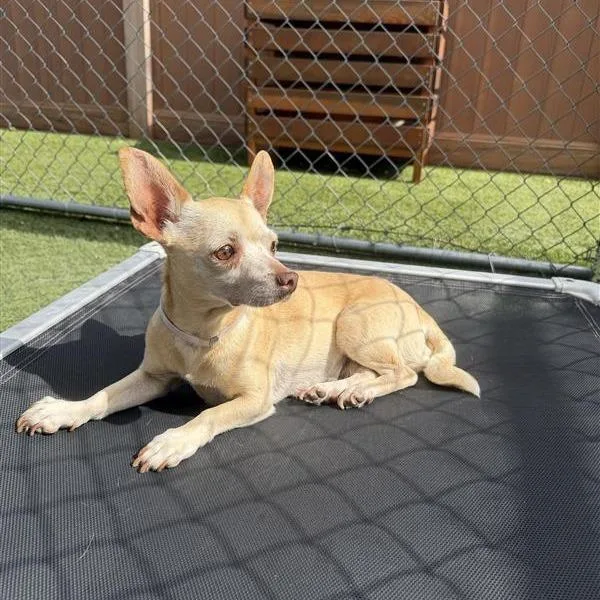 An adult small-sized female Yellow / Tan / Blond / Fawn Chihuahua dog named Pippa for adoption in Long Beach, CA