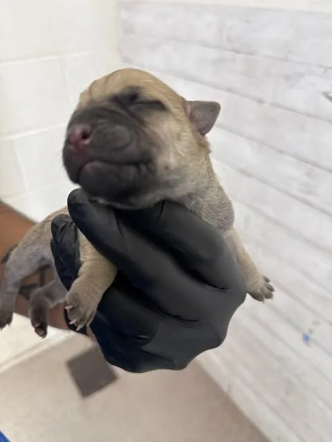 A baby medium-sized male Pit Bull Terrier dog named Dion for adoption in San Bernardino, CA