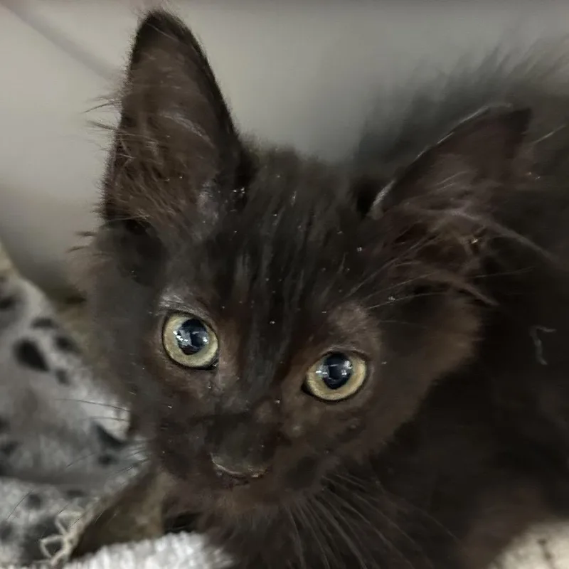 A baby small-sized male Black Domestic Short Hair cat named Panda Express for adoption in Kanab, UT