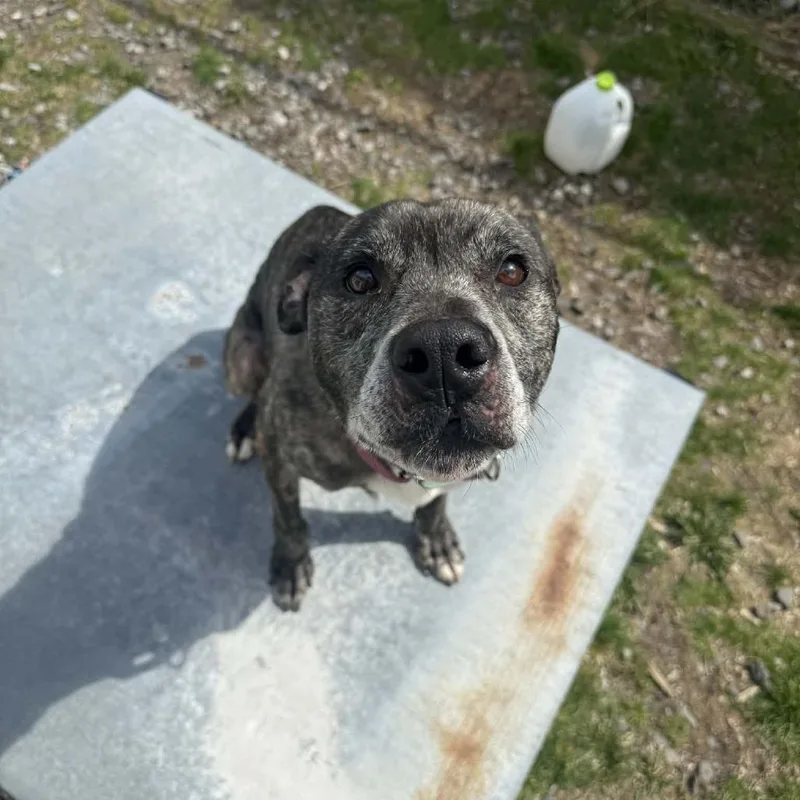 An adult medium-sized female Brindle Mixed Breed dog named Alice for adoption in Saugerties, NY