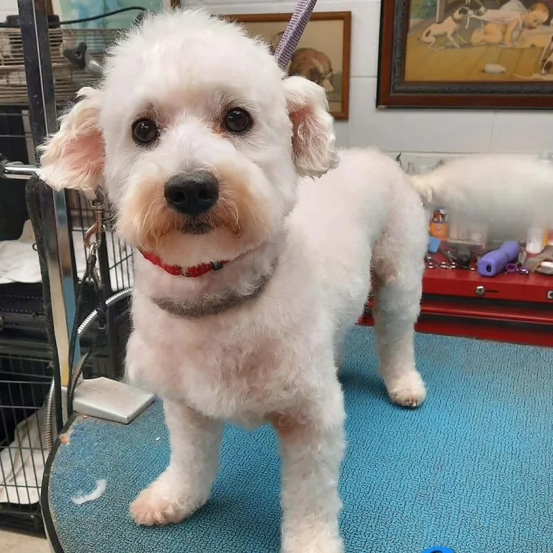 An adult small-sized male White / Cream Bichon Frise dog named Gucci for adoption in Olathe, KS