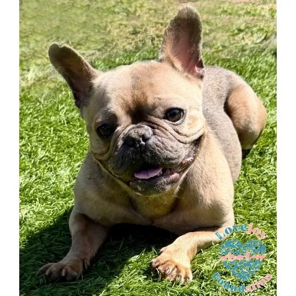 An adult small-sized female Brown / Chocolate French Bulldog dog named Sunflower Coh for adoption in Inglewood, CA