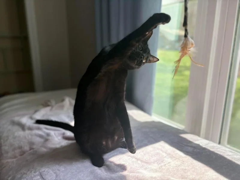 A young medium-sized male Domestic Short Hair cat named Aladdin for adoption in Madison, GA