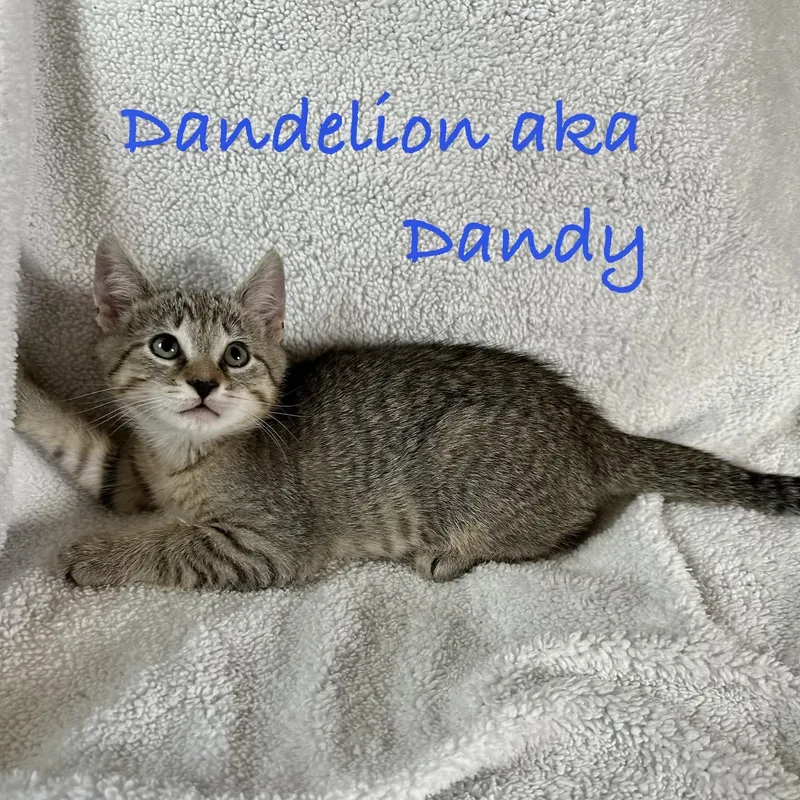 A baby medium-sized female Tabby (Tiger Striped) Domestic Short Hair cat named Dandelion for adoption in Maple Shade, NJ
