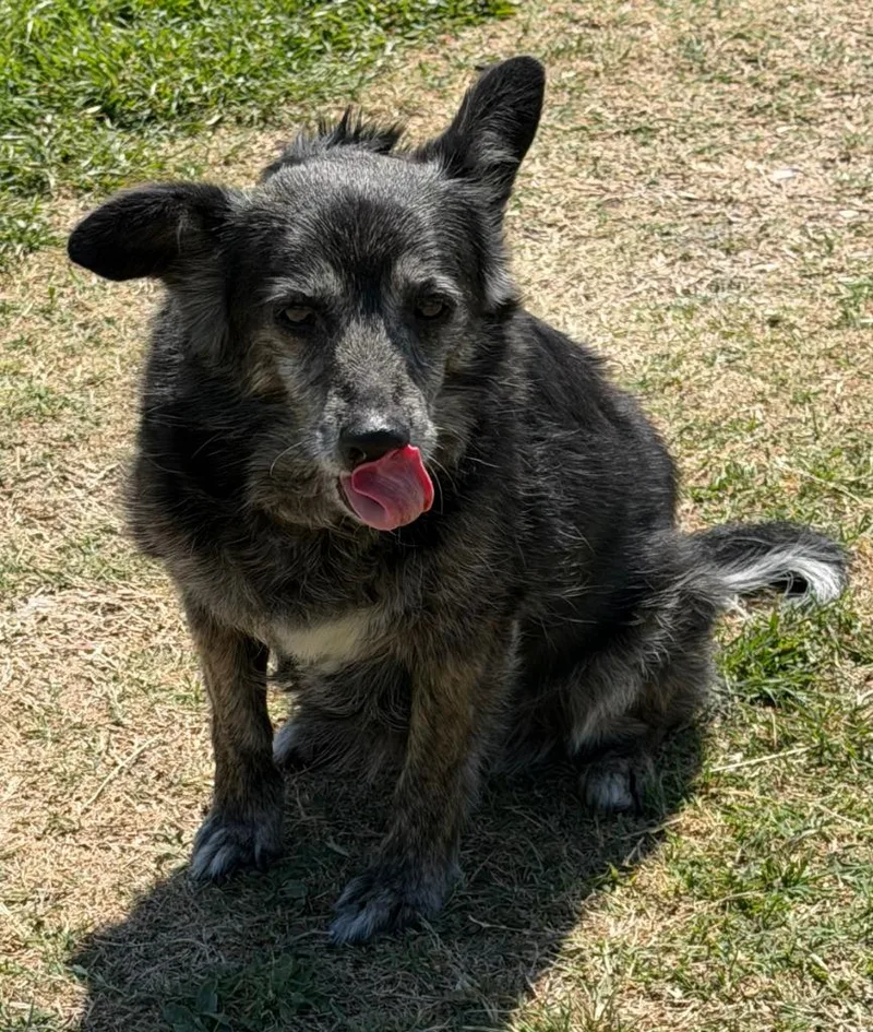 A senior small-sized female Terrier dog named Grannie for adoption in Farmersville, TX