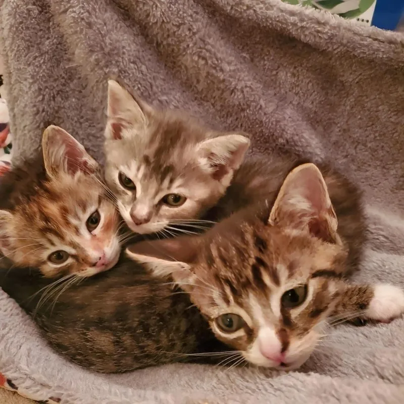 Itty Bitty thumbnail 2