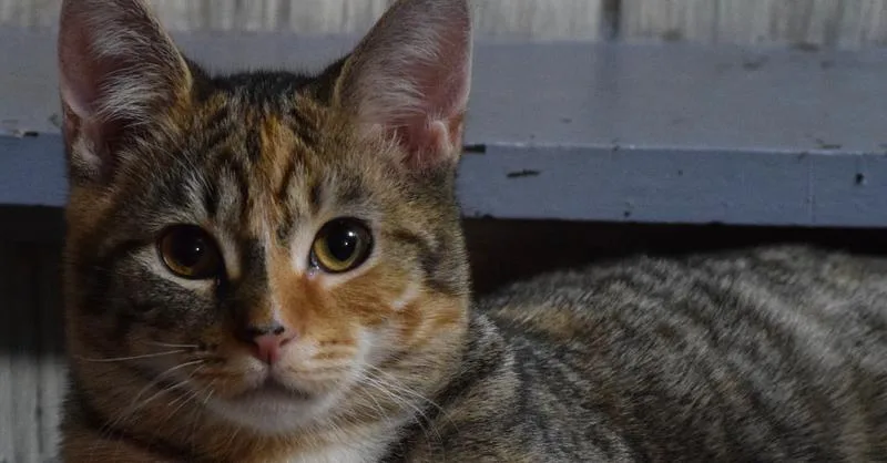 Itty Bitty thumbnail 3