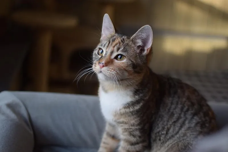 Itty Bitty thumbnail 4