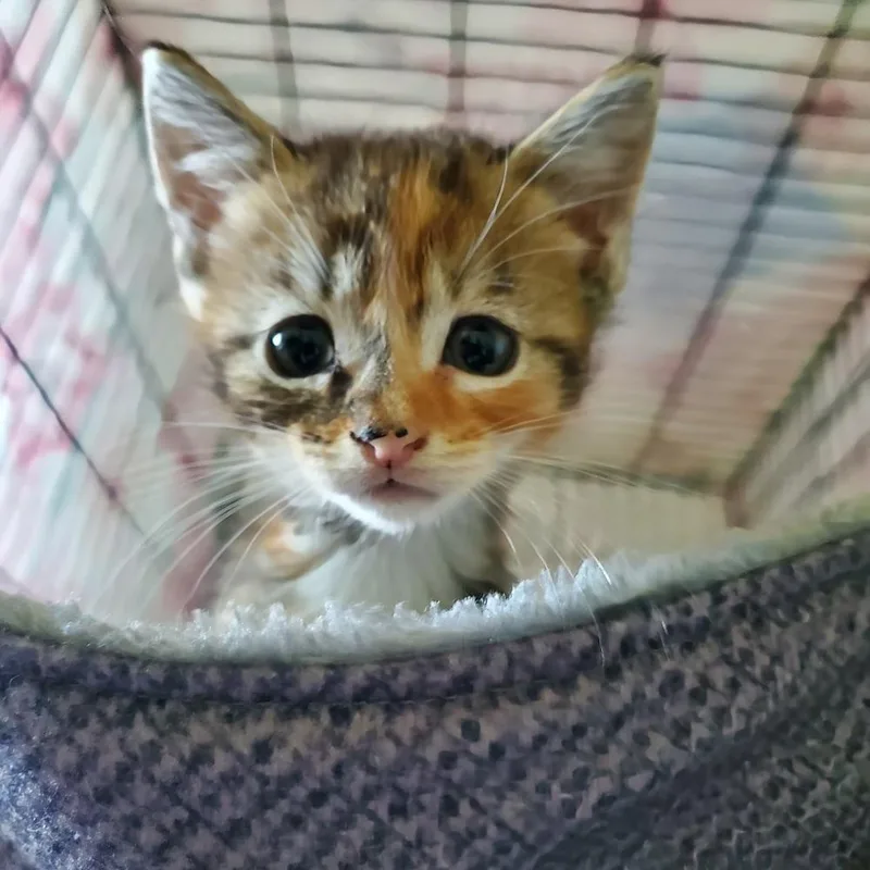 Itty Bitty thumbnail 5