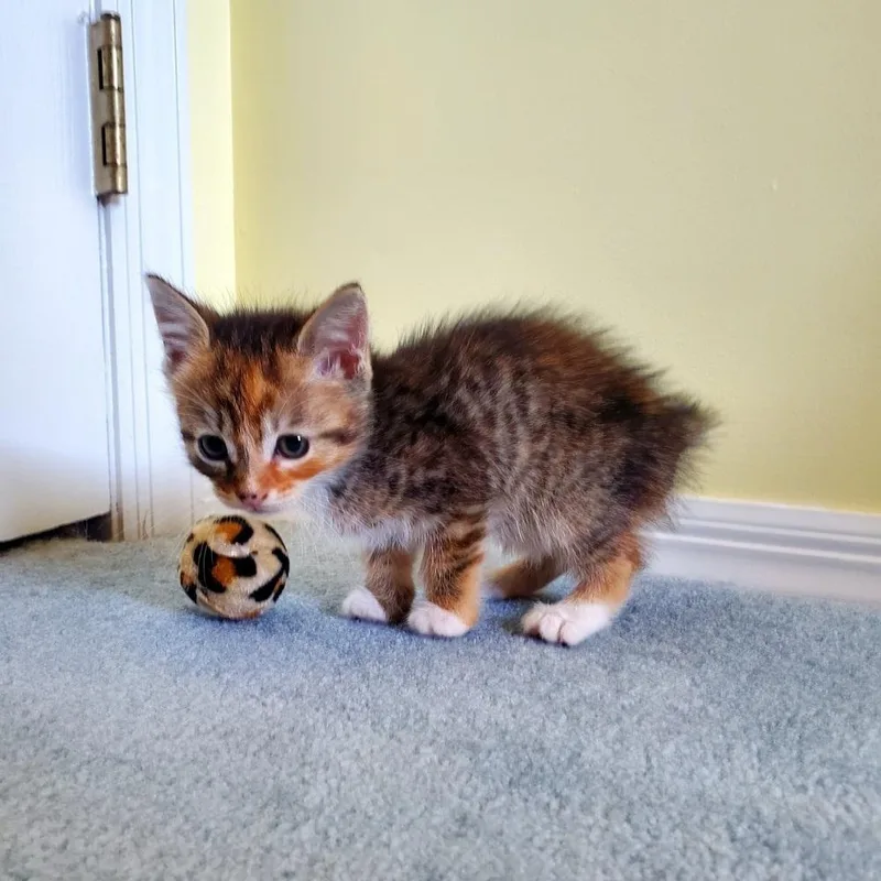 Itty Bitty thumbnail 6