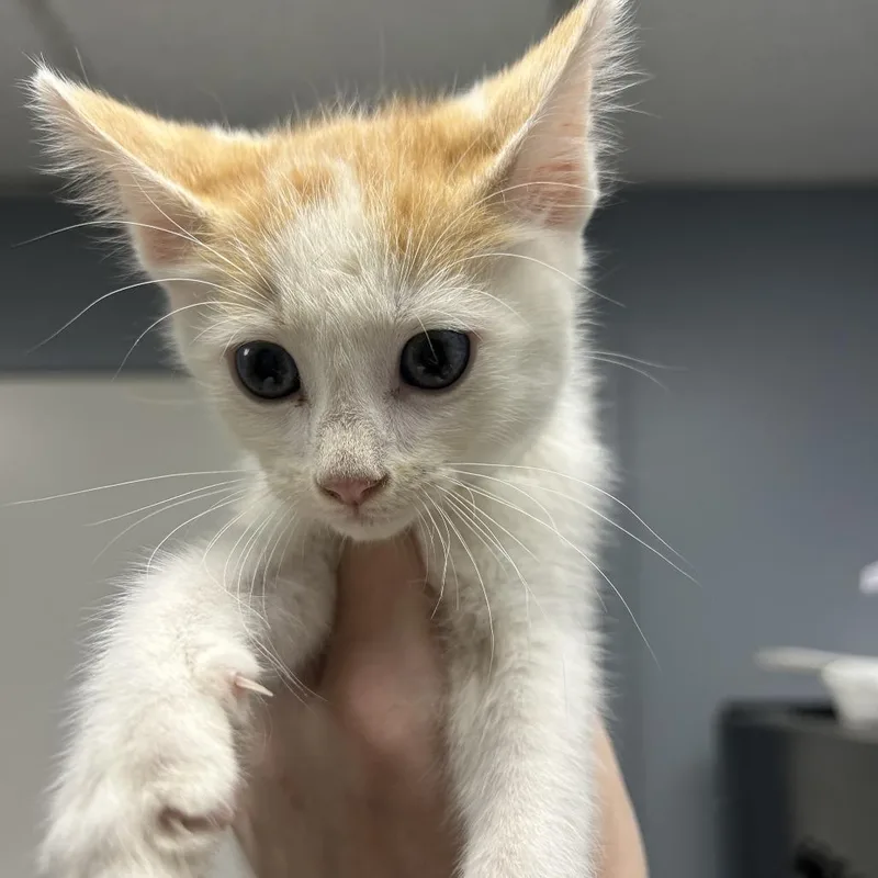 A baby small-sized male White Domestic Short Hair cat named Mushu for adoption in Birmingham, AL