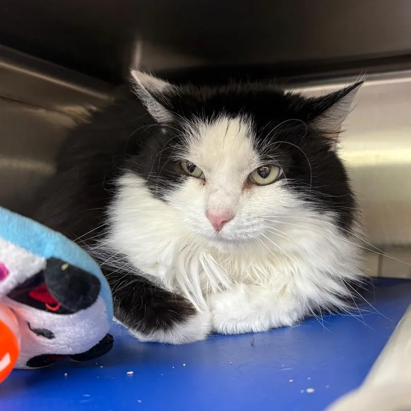A senior small-sized female Black Domestic Medium Hair cat named Dizzy for adoption in Springfield, IL