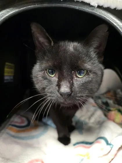 An adult small-sized male Domestic Short Hair cat named Woody for adoption in Shawano, WI