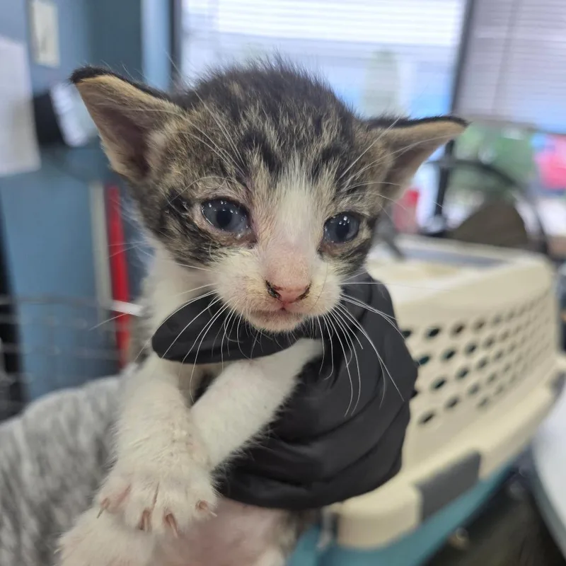 A baby small-sized male Brown / Chocolate Domestic Short Hair cat named Dude for adoption in Newark, NJ