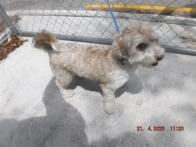 An adult medium-sized male Terrier dog named Hector for adoption in Miami, FL