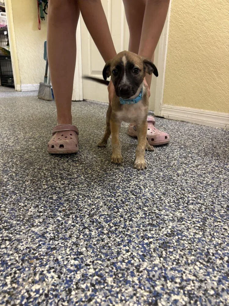 A baby small-sized female Tricolor (Brown, Black, & White) American Bulldog dog named Sakura for adoption in Lakeland, FL