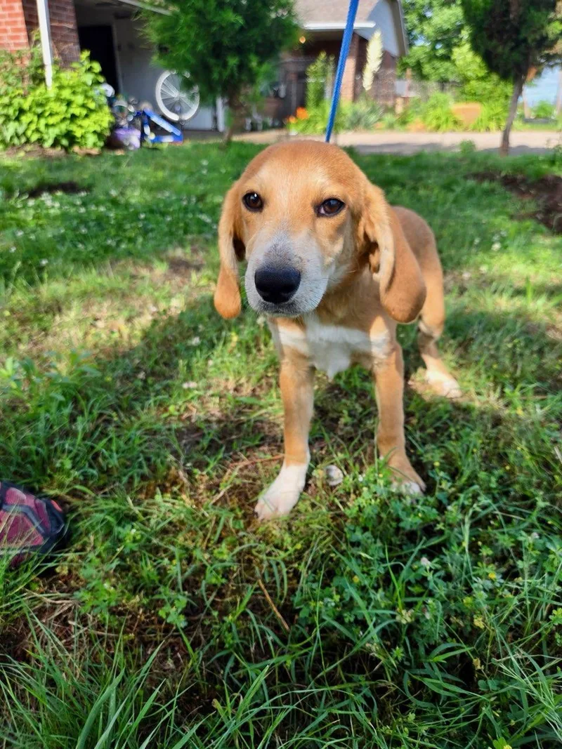 A baby medium-sized male Labrador Retriever dog named Brownie Alyssa for adoption in Wakefield, RI