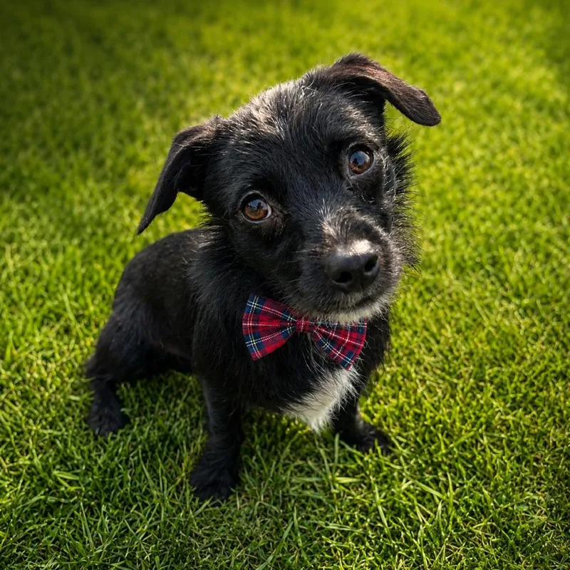 An adult small-sized male Black Chihuahua dog named Spritz for adoption in Binghamton, NY
