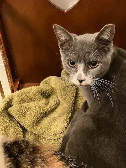 Grace Slick thumbnail 2