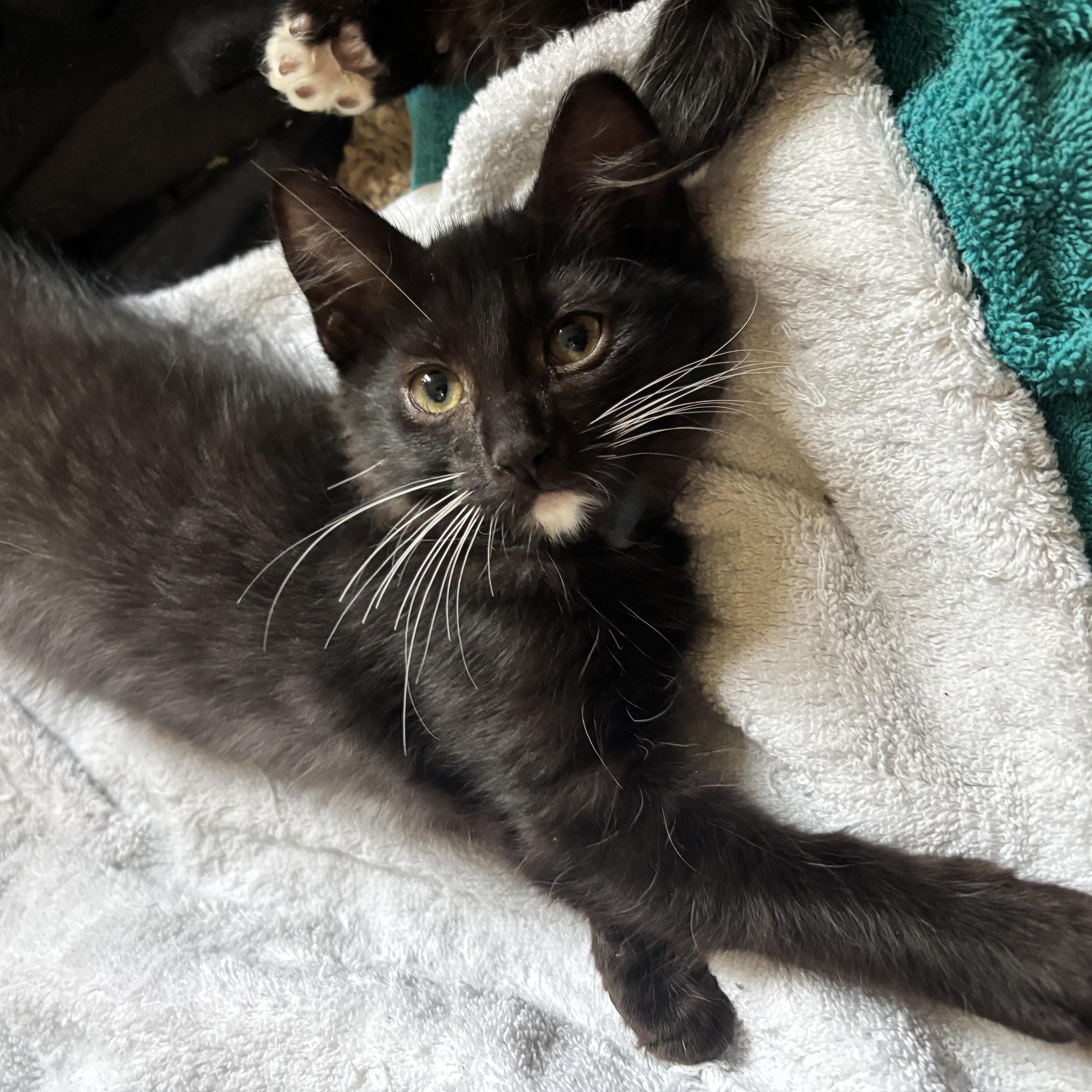 A baby medium-sized male Domestic Long Hair cat named Venus for adoption in Liverpool, TX