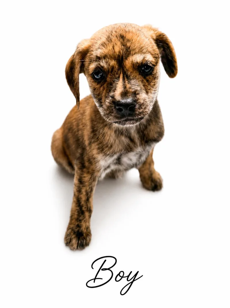 A baby small-sized male Mixed Breed dog named Bert for adoption in SYLVANIA, GA