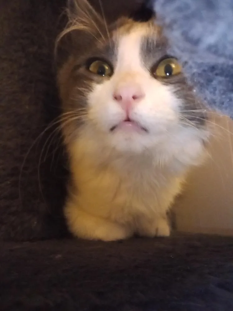A young small-sized female Black & White / Tuxedo Domestic Short Hair cat named Maths: Hypotenuse part of for adoption in Warren, CT