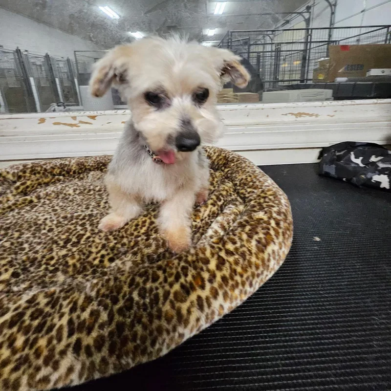 A senior small-sized male White / Cream Yorkshire Terrier dog named Gus for adoption in Irmo, SC