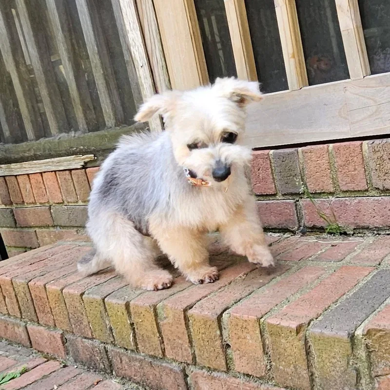 Gus thumbnail 3