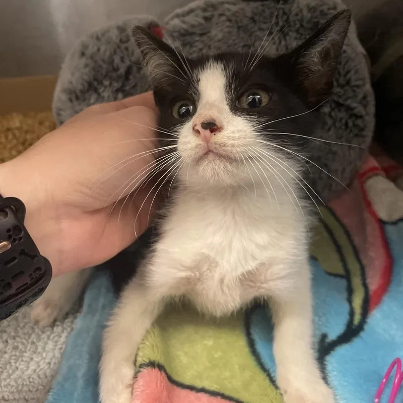A baby small-sized male Black Domestic Short Hair cat named Flygon for adoption in Dickinson, TX