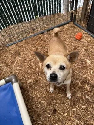 A senior small-sized male Chihuahua dog named Peanut for adoption in Cumming, GA