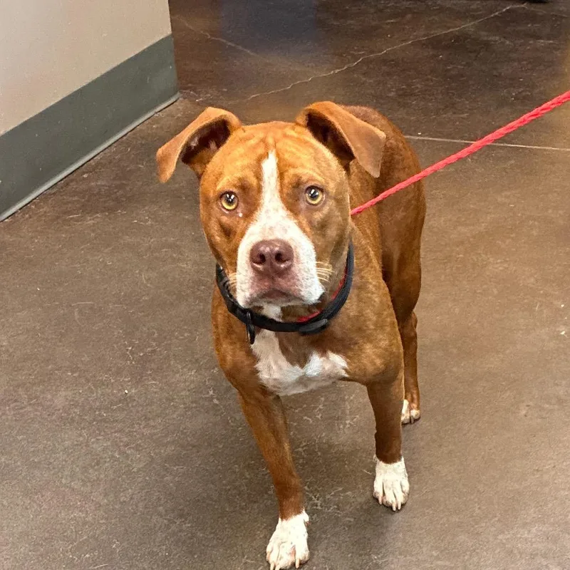 An adult medium-sized female Red / Chestnut / Orange Mixed Breed dog named Ginger for adoption in Norman, OK