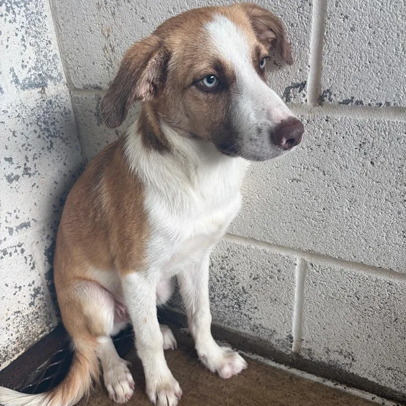 A young small-sized male White / Cream Shepherd dog named Hal Jordan for adoption in Edinburg, TX