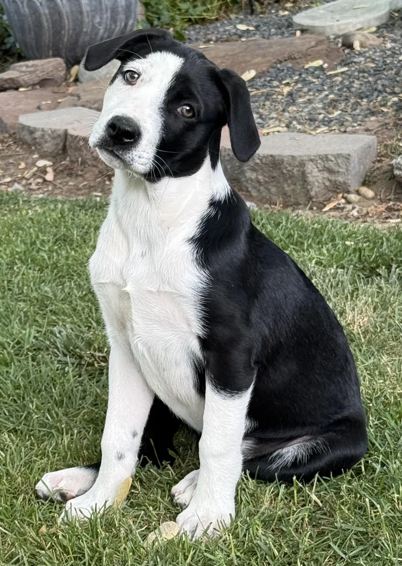 A baby medium-sized female American Staffordshire Terrier dog named Spanky for adoption in Twin Falls, ID