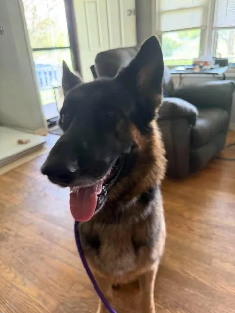 An adult large-sized male German Shepherd Dog dog named Kaiser for adoption in Greeneville, TN
