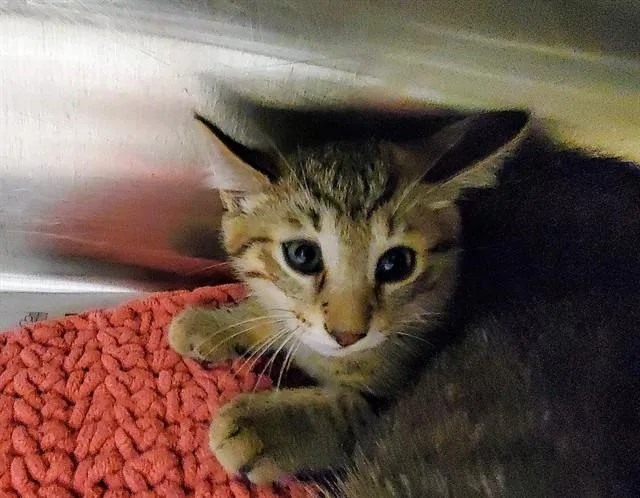 Milo