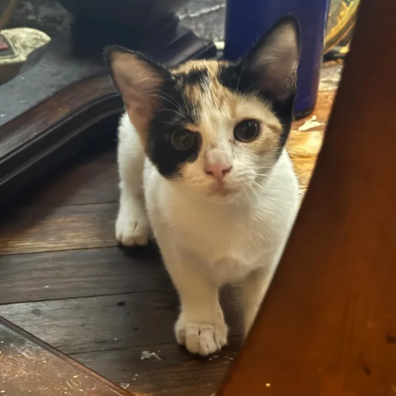 A baby small-sized female Calico Domestic Short Hair cat named Cookie for adoption in Columbus, GA