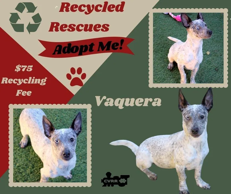 Vaquera