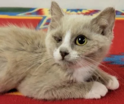 A baby small-sized female Domestic Short Hair cat named Ricotta for adoption in Eugene, OR