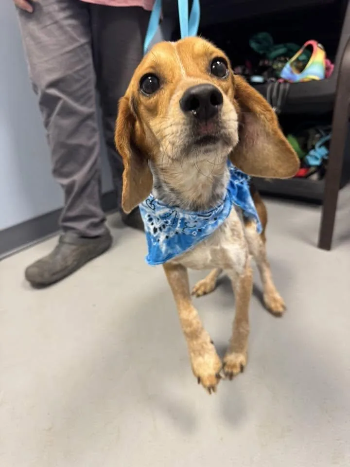 An adult small-sized male Tricolor (Brown, Black, & White) Beagle dog named Bugle for adoption in Zanesville, OH