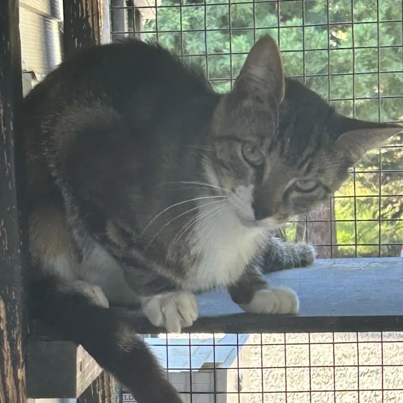 A young medium-sized male Brown / Chocolate Domestic Short Hair cat named Archey for adoption in Veneta, OR
