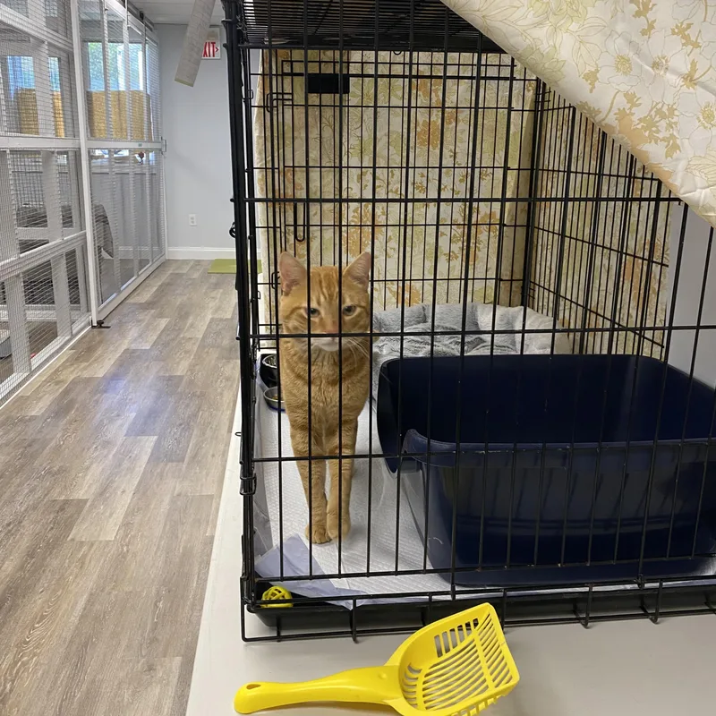 An adult medium-sized male Orange / Red Domestic Short Hair cat named Figgy for adoption in New Canaan, CT
