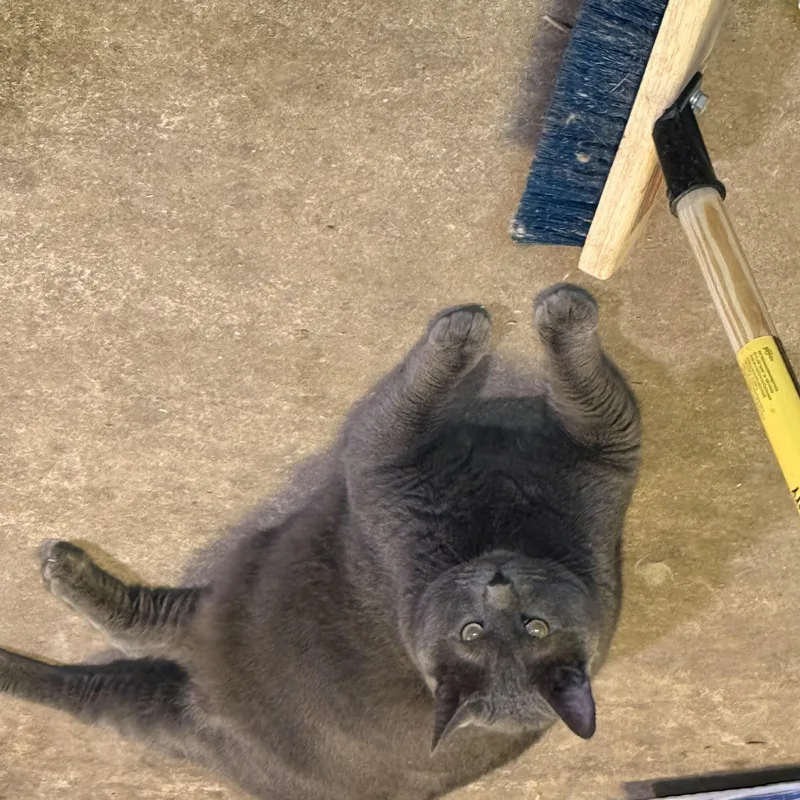 A young extra large-sized male Blue Point Russian Blue cat named Cookie for adoption in Jersey City, NJ