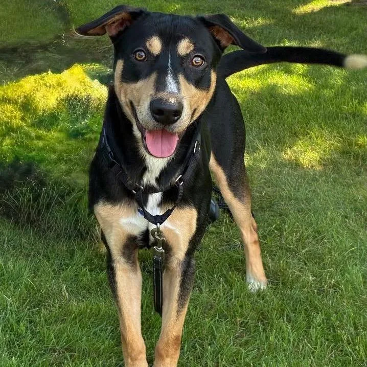An adult medium-sized male Black Mixed Breed dog named Jerry for adoption in Vassalboro, ME