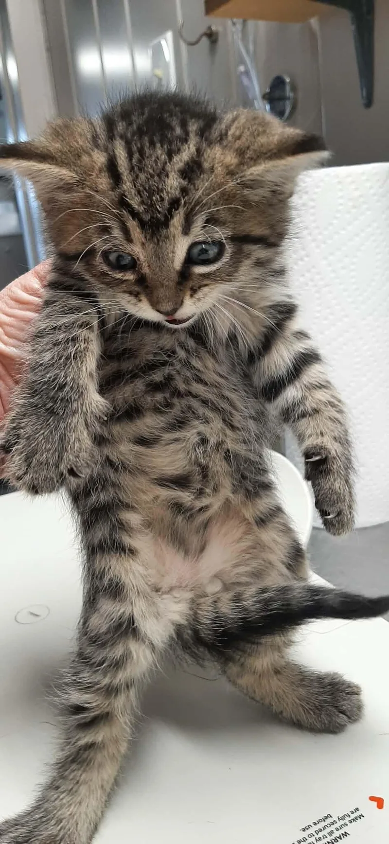 A baby medium-sized female Tabby (Brown / Chocolate) Domestic Short Hair cat named Sabrina for adoption in Georgetown, OH