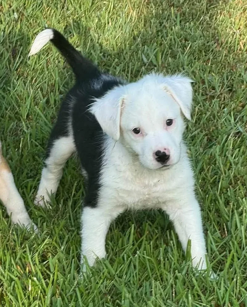 A baby medium-sized female Pit Bull Terrier dog named Moon for adoption in Meridian, MS