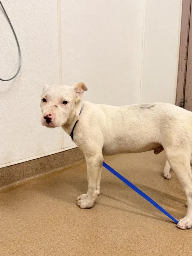 A baby small-sized male Pit Bull Terrier dog named Lionel for adoption in Hayward, CA