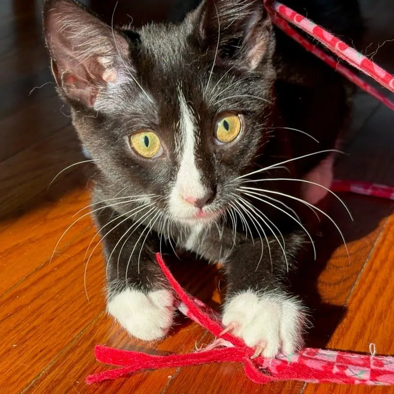 A baby medium-sized male Black & White / Tuxedo Tuxedo cat named Baked Bean for adoption in Oswego, NY