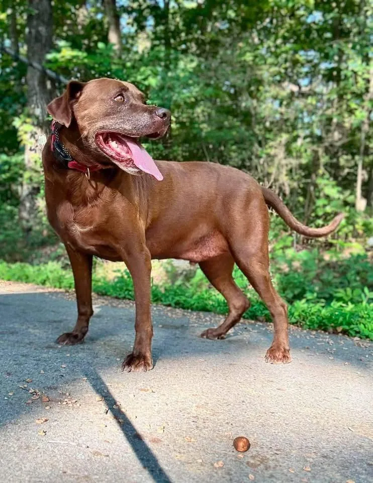 An adult large-sized male Labrador Retriever dog named Cocoa for adoption in Waverly, TN